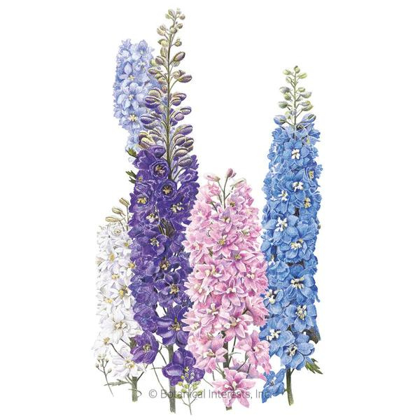 Delphinium Pacific Giants Blend