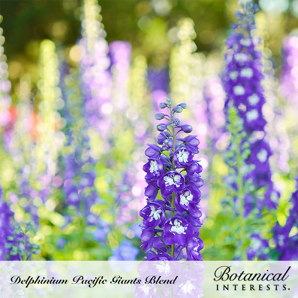 Delphinium Pacific Giants Blend 2