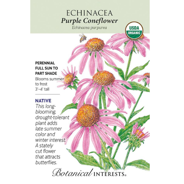 Echinacea Purple Coneflower Organic