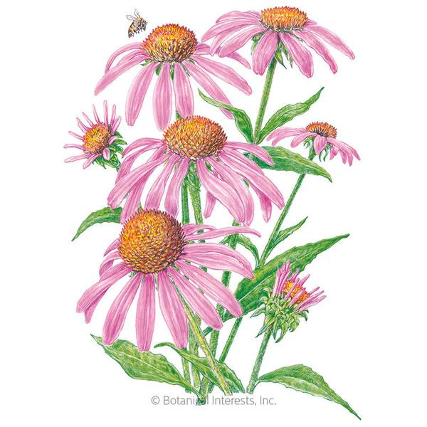 Echinacea Purple Coneflower