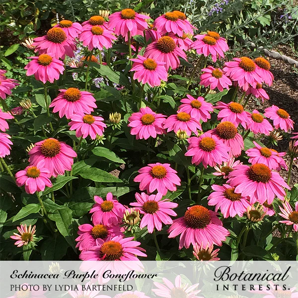 Echinacea Purple Coneflower 2