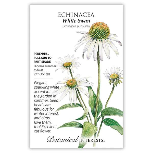 Echinacea White Swan