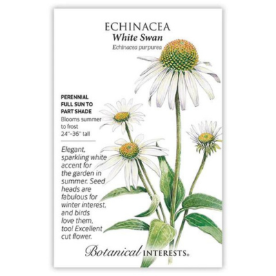 Echinacea White Swan