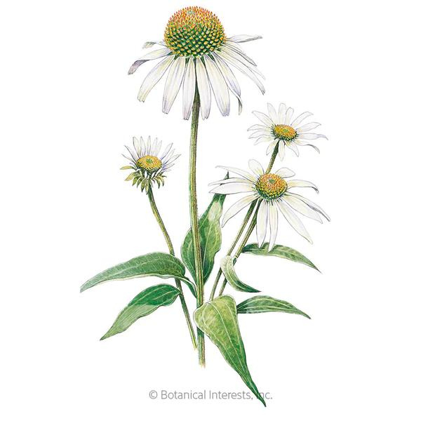 Echinacea White Swan 1