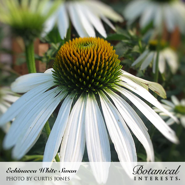 Echinacea White Swan