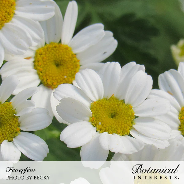 Feverfew