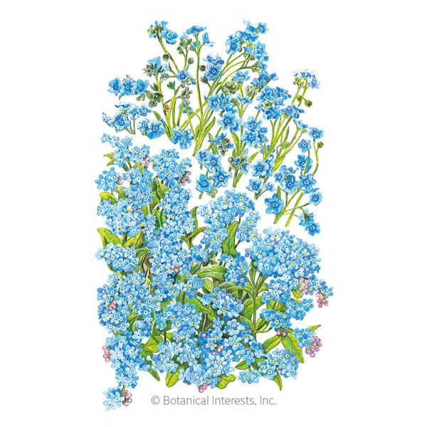 Forget-Me-Not Spring & Summer