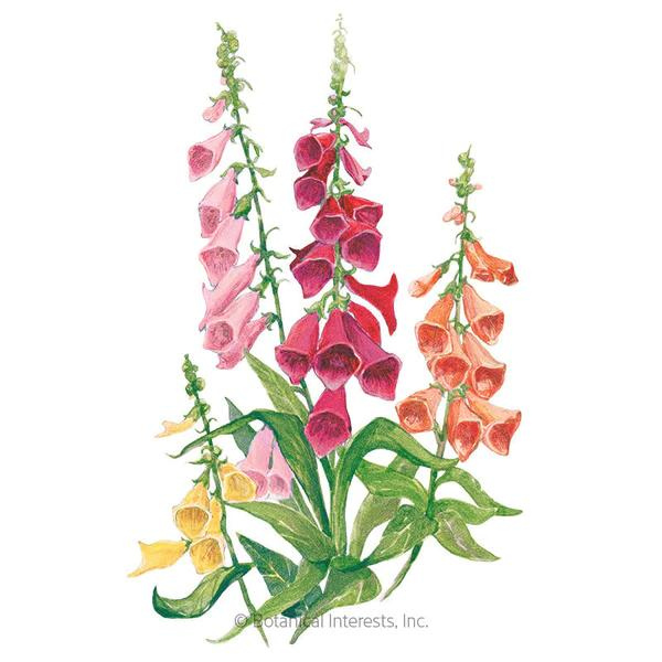 Foxglove Gloxiniiflora Blend