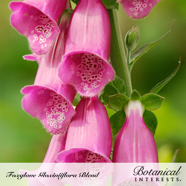 Foxglove Gloxiniiflora Blend