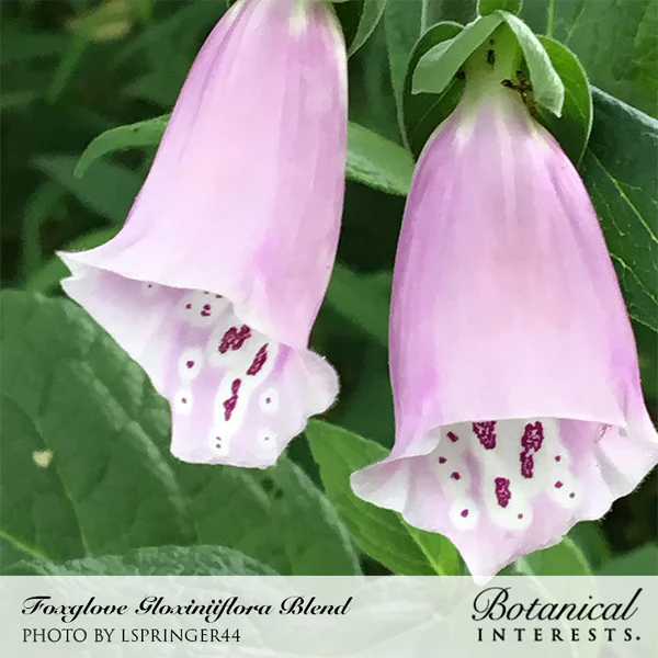 Foxglove Gloxiniiflora Blend