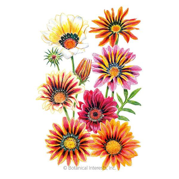 Gazania Sunshine Blend