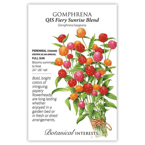 Gomphrena QIS Fiery Sunrise Blend