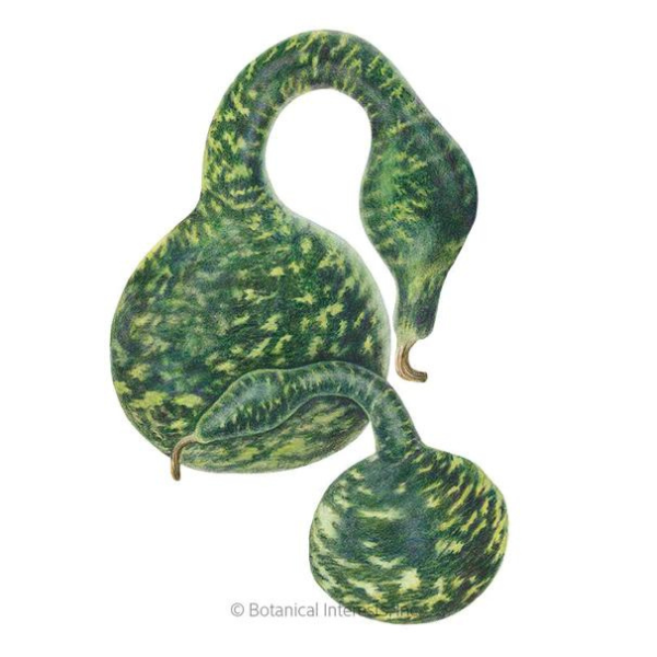 Gourd Speckled Swan Hard-Shelled