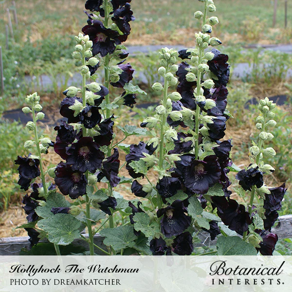 Hollyhock The Watchman 1