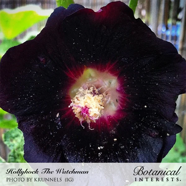 Hollyhock The Watchman 3