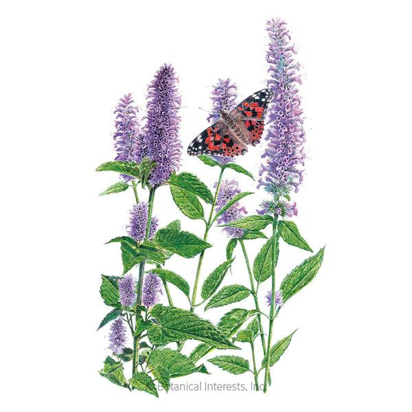 Hyssop Anise Organic