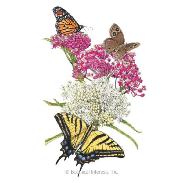 Milkweed Butterfly Flower Irresistible Blend 1