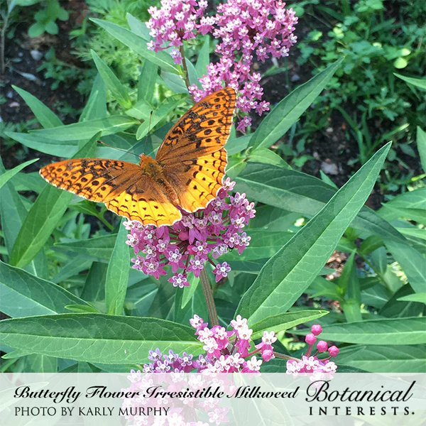 Milkweed Butterfly Flower Irresistible Blend 2