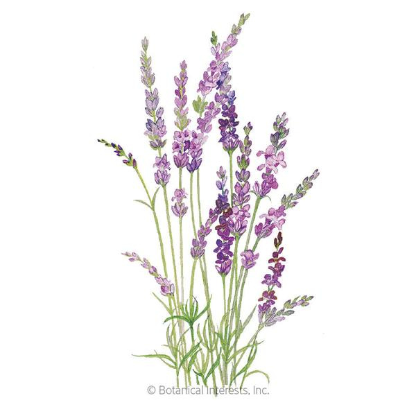 Lavender English Tall Vera 1