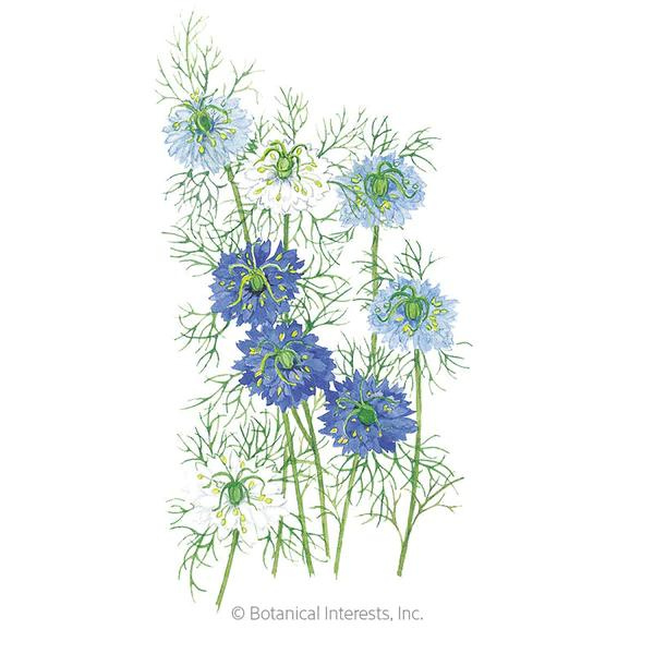 Love in a Mist Jekyll Organic