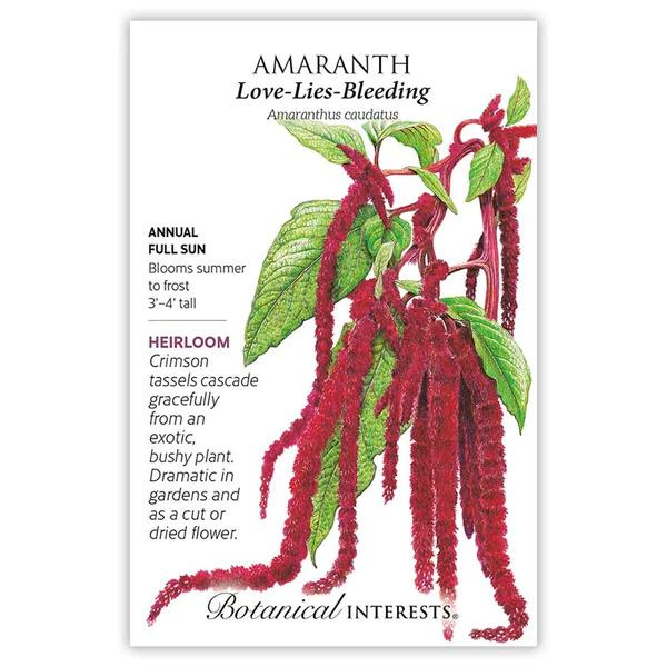 Amaranth Love Lies Bleeding