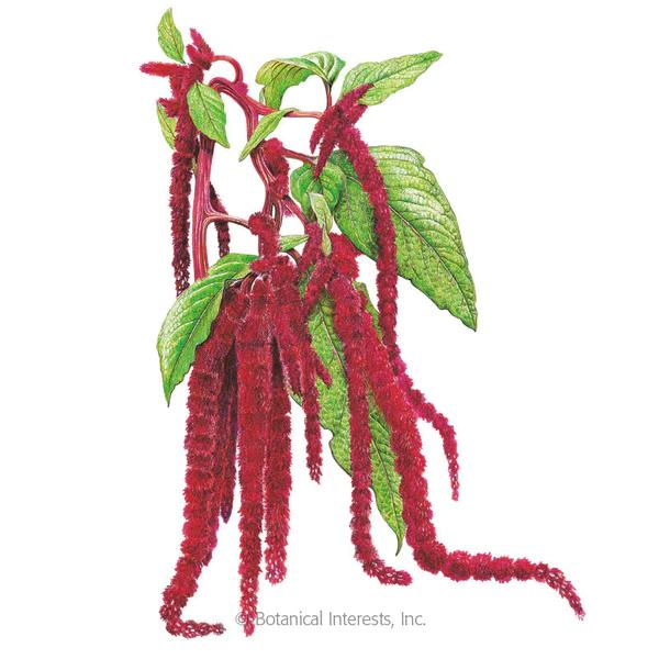 Amaranth Love Lies Bleeding 1