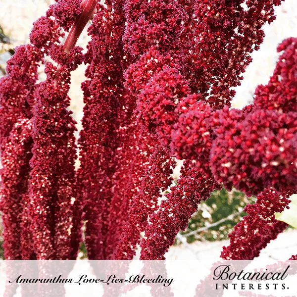 Amaranth Love Lies Bleeding 2