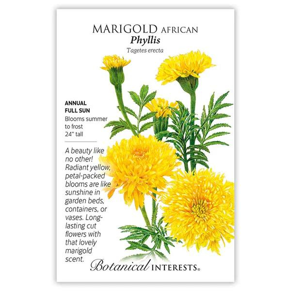 Marigold African Phyllis