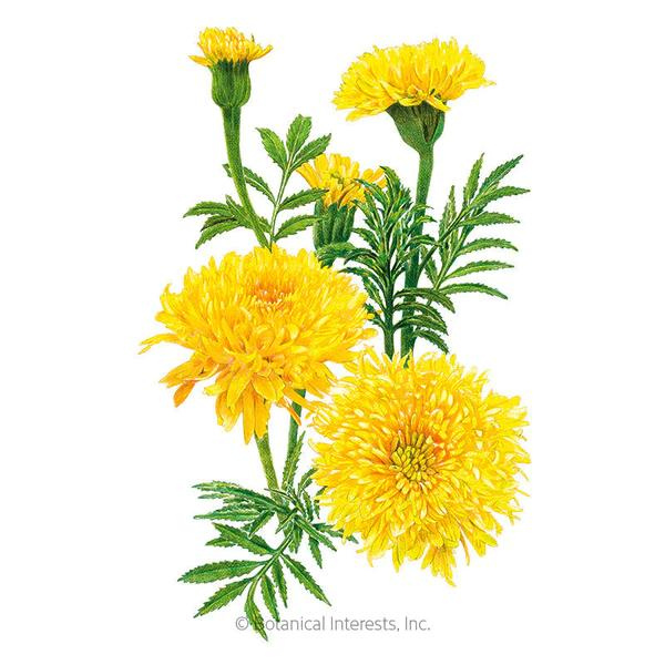 Marigold African Phyllis