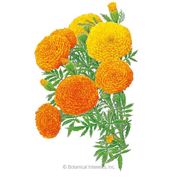 Marigold African Crackerjack Organic