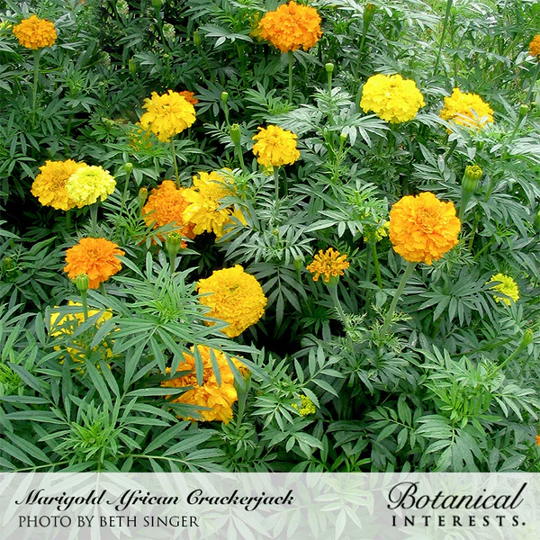 Marigold African Crackerjack Organic