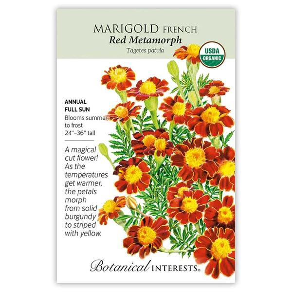 Marigold French Red Metamorph