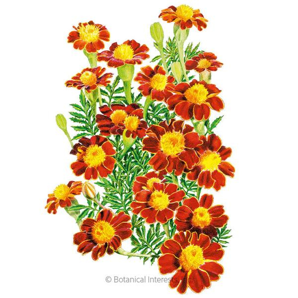 Marigold French Red Metamorph