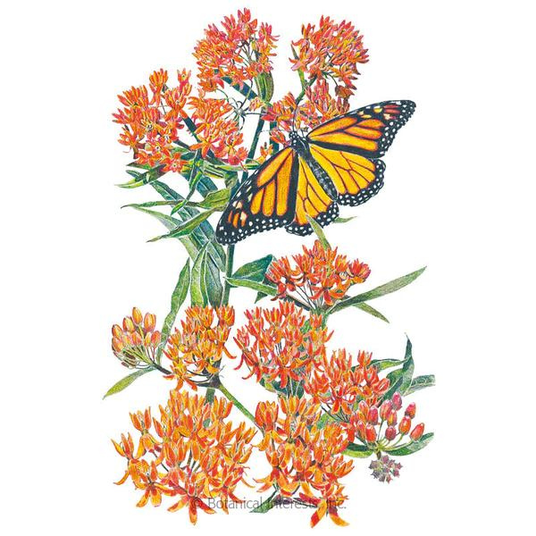 Milkweed Butterfly Flower