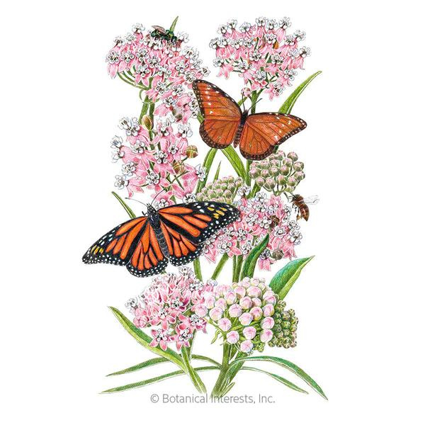 Milkweed Butterfly Flower Narrowleaf 1