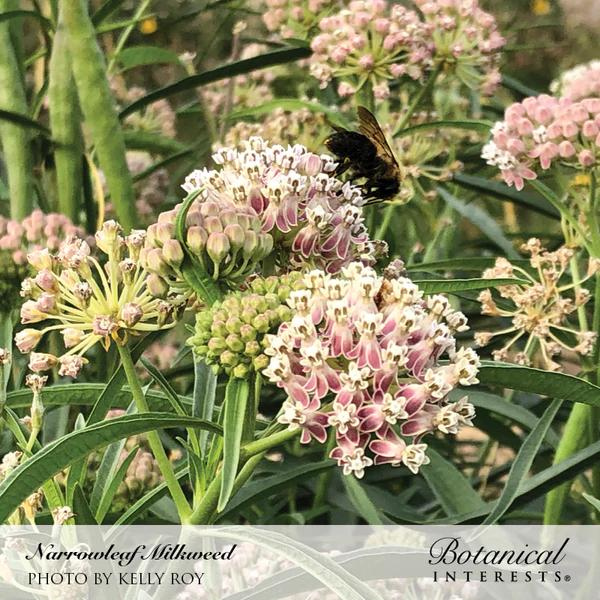 Milkweed Butterfly Flower Narrowleaf 1