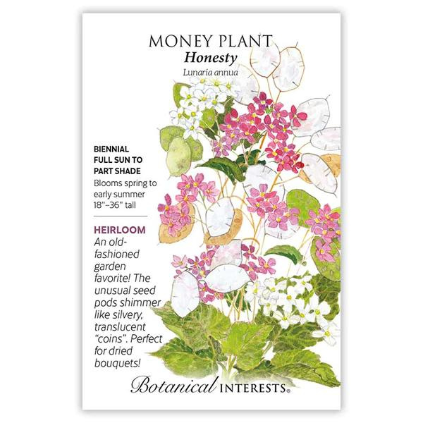 Money Plant Honesty