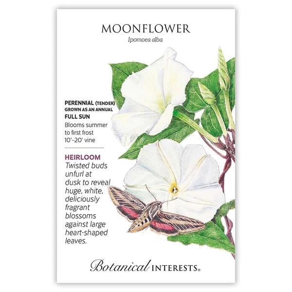 Moonflower