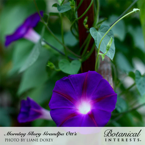 Morning Glory Grandpa Otts 2