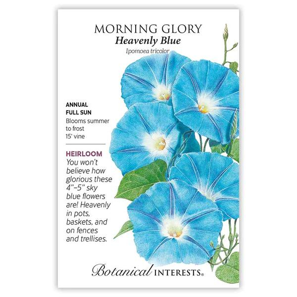 Morning Glory Heavenly Blue