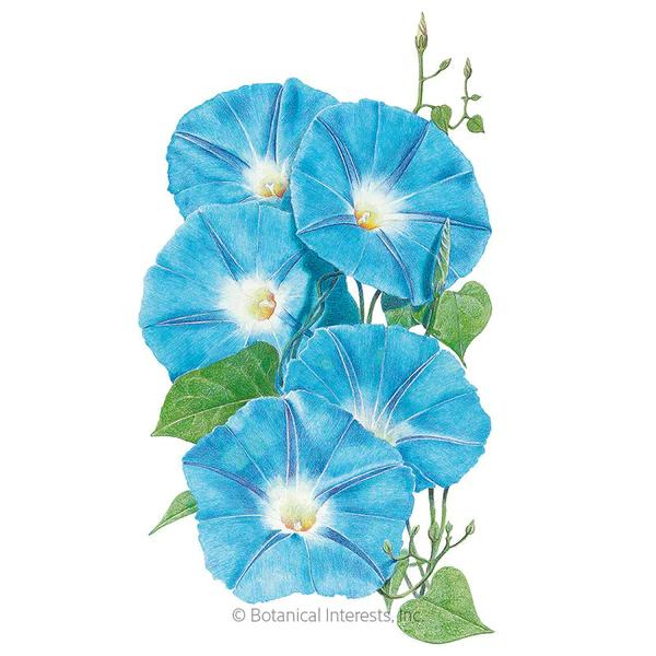 Morning Glory Heavenly Blue 1