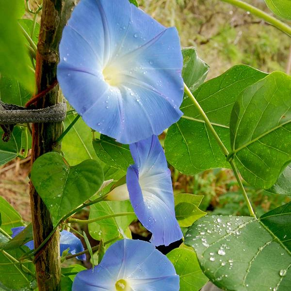 Morning Glory Heavenly Blue 2