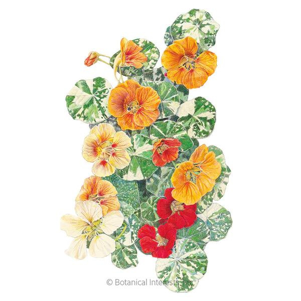 Nasturtium Alaska Variegated 1