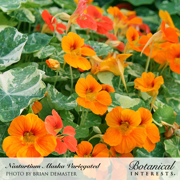 Nasturtium Alaska Variegated 2