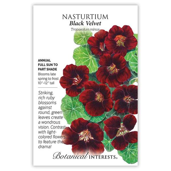 Nasturtium Black Velvet