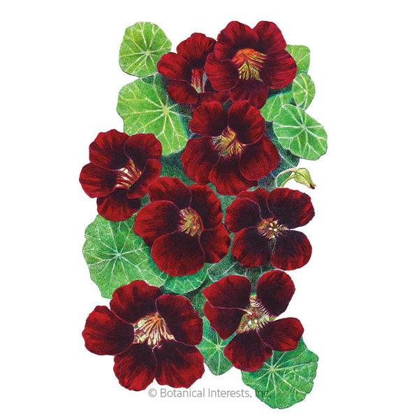 Nasturtium Black Velvet 1