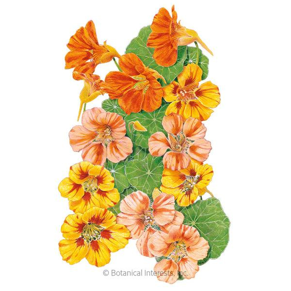 Nasturtium Fiesta Blend