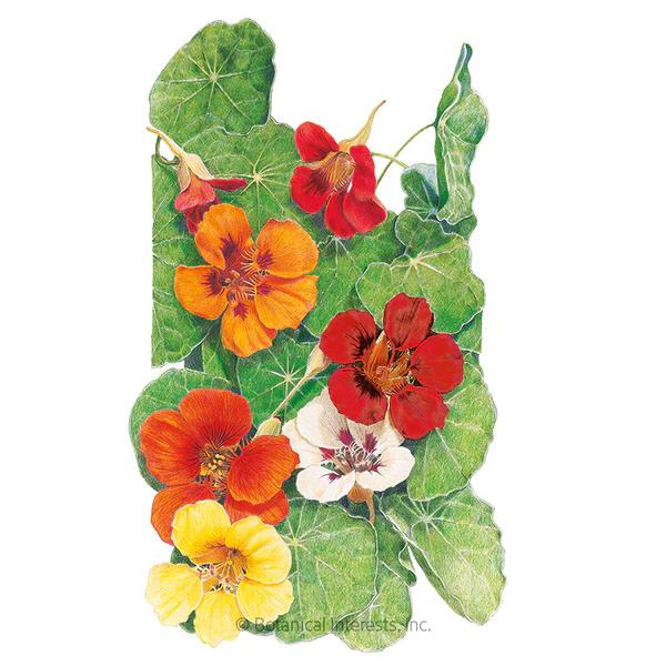 Nasturtium Jewel Blend 1