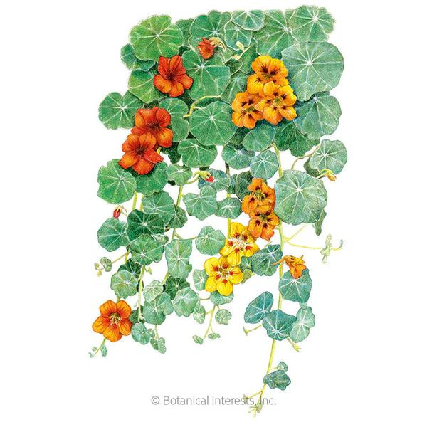 Nasturtium Trailing Single Blend 1