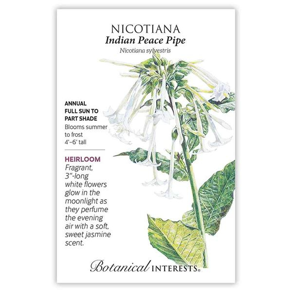 Nicotiana Indian Peace Pipe